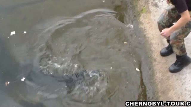 Огромные сомы!Чернобыль! смотреть онлайн