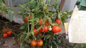 Обзор сорта Интуиция .Ведро помидор с куста Ну очень урожайный