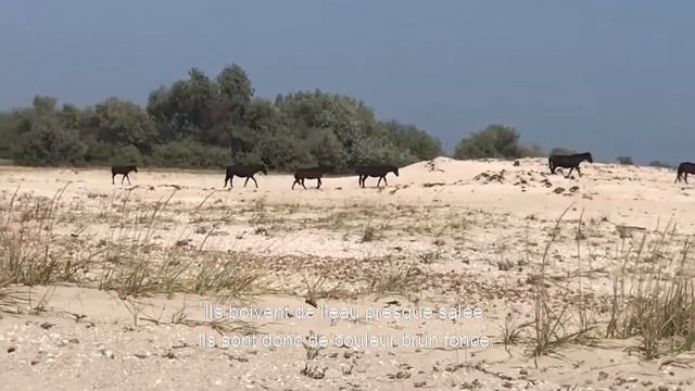 CHEVAUX DE L'ILE DE TENDRA (sous-titres français) «Лошади с острова Тендры» Сергей Бурда смотреть онлайн
