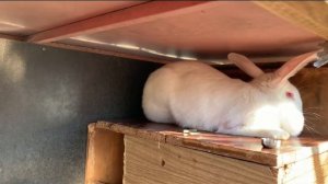 Обзор и размеры лучших клеток для самок,самцов и молодняка кроликов