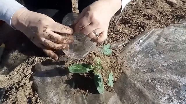 Высаживаю арбузы на грядку смотреть онлайн