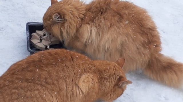 Рыжее Солнышко..Хочет в Ваш Дом смотреть онлайн