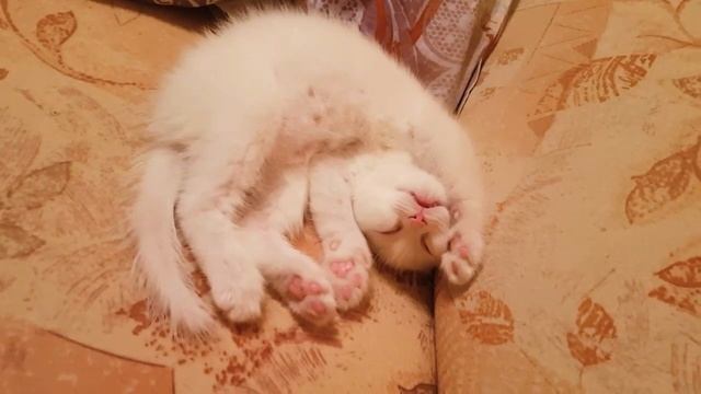 Просто котенок сладко спит))) Белый вислоухий кот смотреть онлайн