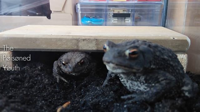 Frog Commentary смотреть онлайн