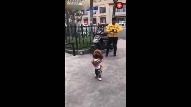 Ходящий на двух лапах пудель в ботинках смотреть онлайн