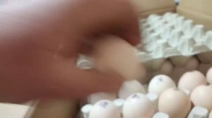 Обзор инкубационного яйца: бройлер (Венгрия)