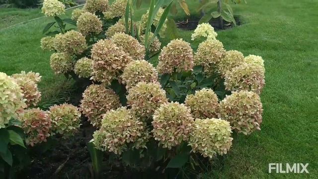 Осень в саду/новые растения смотреть онлайн