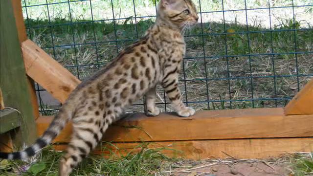 мои бенгалы.