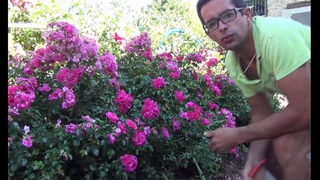 Rosier 'Emera', Décorosier Emera : Taille, entretien maladies смотреть онлайн