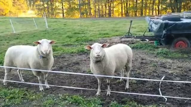 Восточно–Фризская \ Продажа скота из Европы \ ЭЛЬСТАДО