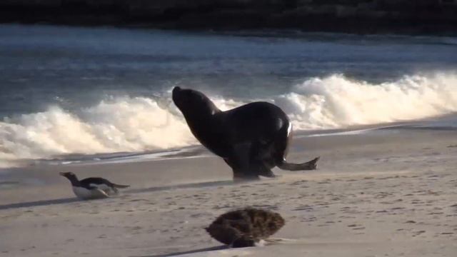 Sealion hunting a Gentoo Penguin смотреть онлайн