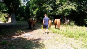 САНАТОРИЙ БЫВШЕГО МО СССР В АБХАЗИИ НИЖНЯЯ ЭШЕРА