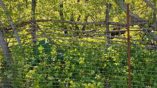 МОЙ УЖАСНЫЙ ОГОРОД / ОБЗОР ПО ВАШИМ ПРОСЬБАМ / МОЙ СПОСОБ КРЕПЛЕНИЯ УКРЫВНОГО МАТЕРИАЛА К ДУГАМ смотреть онлайн