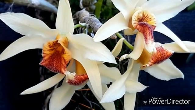 ОРХИДЕИ цветение февраля -ликаста, цимбидиум, дендробиум.