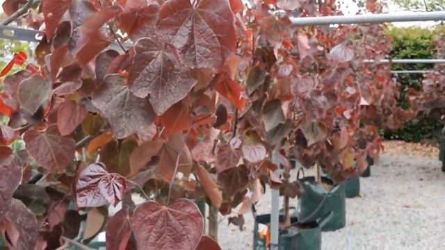 Fall In Love With Cercis Canadensis 'Forest Pansy' 100L (2.5-3.0m)
