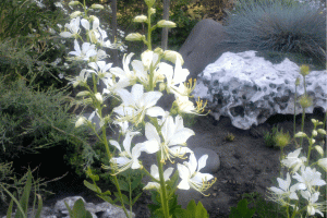 Ясенец, неопалимая купина из семян (Dictamnus from seeds)