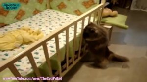 Приколы с детьми  Маленькие дети и кошки  Ржач