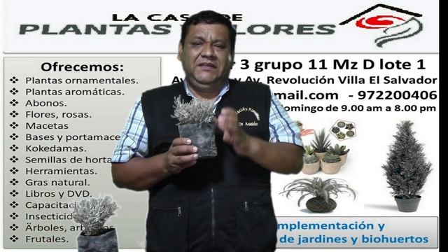 Santolina (Santolina Chamaecyparissus)