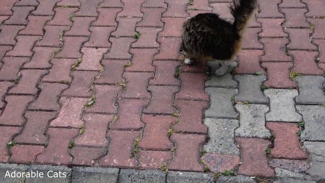 Tuxedo And Fluffy Cat Meowing Loudly Because They Wants Food