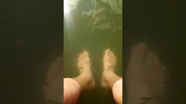 Мне рыбки делают пилинг ног, на чудесном озере в Алуште)) смотреть онлайн