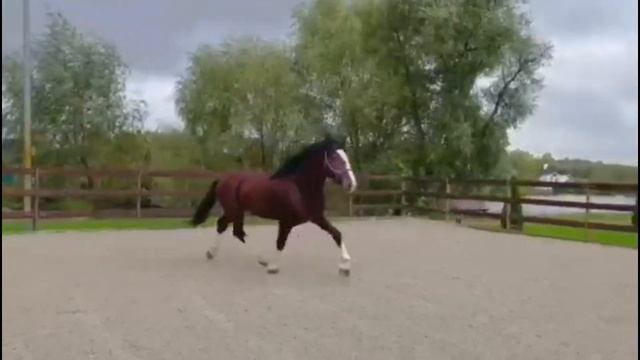 Жеребец Владимирский тяжеловоз 170+ см. Продан смотреть онлайн