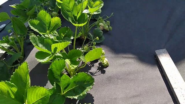 Ультраранние сорта клубники на нашем участке смотреть онлайн