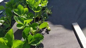 Ультраранние сорта клубники на нашем участке