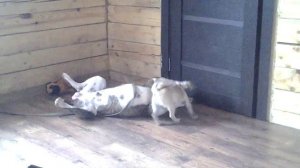 Бой американского бульдога с мопсом ( Рамзес против Чарли)