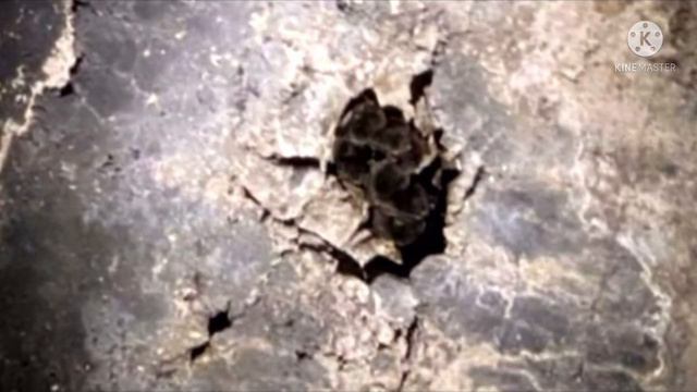 Строители сломали стену в тоннеле и замерли, увидев последствия, от такого мурашки по коже смотреть онлайн