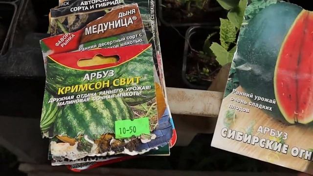 Выращиваю арбузы и дыни в Кирове - часть 1 смотреть онлайн