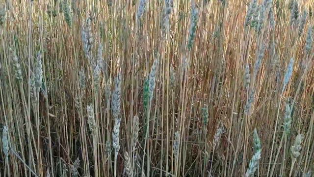 Поле, русское поле... смотреть онлайн