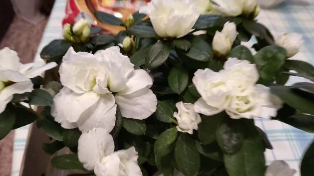 #цветынаокошке#хорошийденёк#прощеноевоскресение#азалия пришла домой с АЗАЛИЕЙ.а дома ждали розы.мне смотреть онлайн