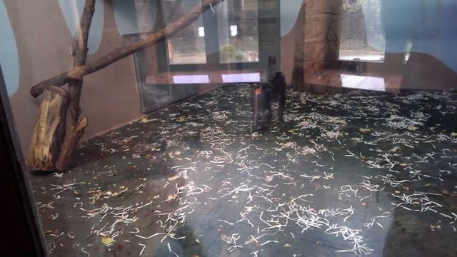 Немец офигевает в России - E368 - Екатеринбург - день 13 - видео 21 - зоопарк - красный зад смотреть онлайн