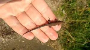 Ящерица плавает. Lizard swimming