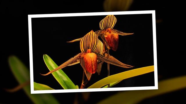 TOP 5: DUNYODAGI ENG QIMMAT GULLAR смотреть онлайн