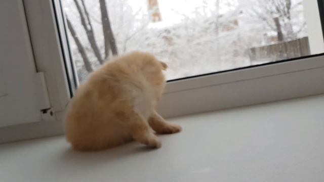 Шпиц-мальчик смотреть онлайн
