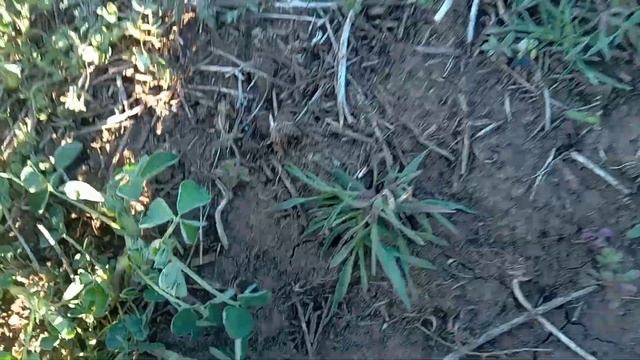 Действия Агритокса на люцерне. 30.03.2023 смотреть онлайн