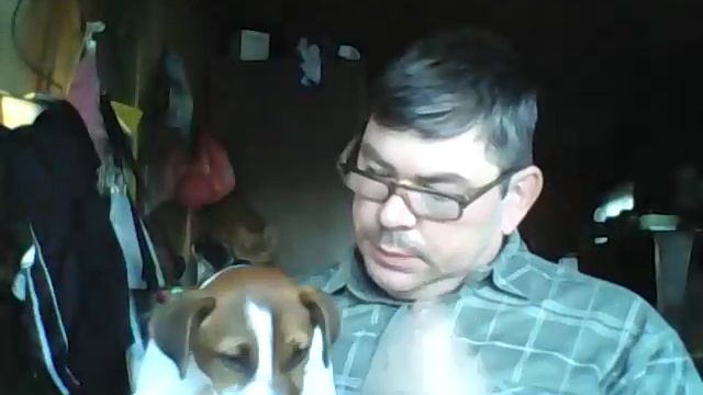 Максим Дудник рассказает о породе собак Джэк Рассел терьер Это друг моего парня Ярослава