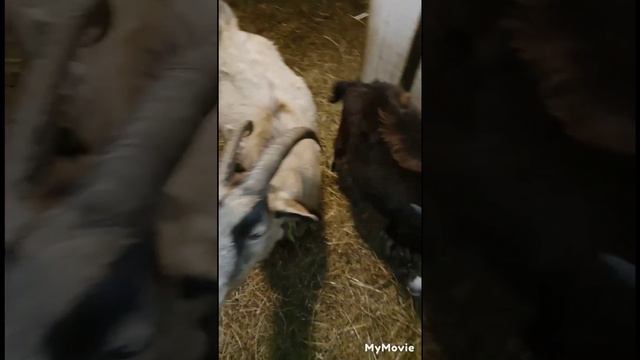 Можно ли козам солёные огурцы... смотреть онлайн
