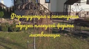 Как правильно обрезать плакучую лиственницу