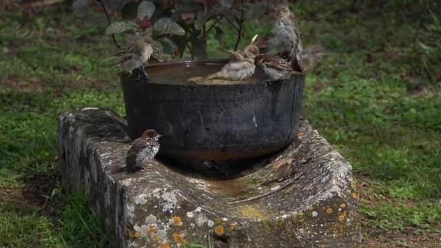 Воробей городской . Пение чириканье.Воробья городского. смотреть онлайн