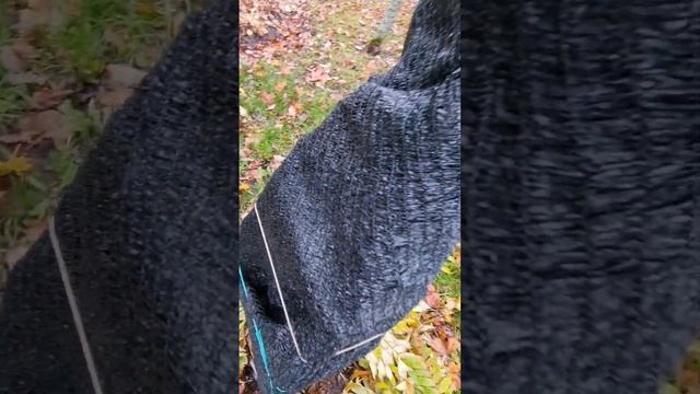 Как сохранить молодые побеги Сумах уксусное дерево зимой. Второй способ. смотреть онлайн