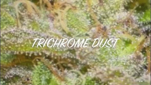 Trichromes , best weed смотреть онлайн