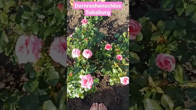 🌹Роза Dornroshenschlos Sababurg роза зимостойкая  о которой в интернете очень мало информации