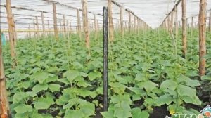 Бизнес план  по выращиванию огурцов в теплице
