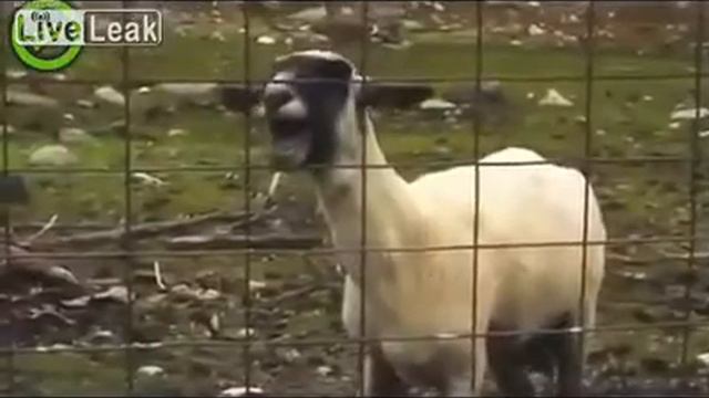 Whitney Houston Screaming GOAT Remix LOL I Will Always Love You Goats YouTube смотреть онлайн