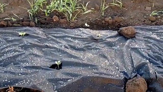 Арбузы в Башкирии!Хочу бахчу! смотреть онлайн