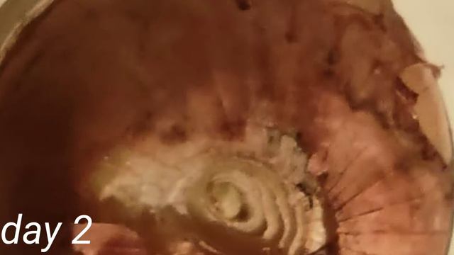 как растет лук первые 3 дня смотреть онлайн