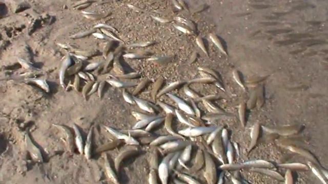 Рыба в цимлянском водохранилище умирает от нехватки кислорода смотреть онлайн
