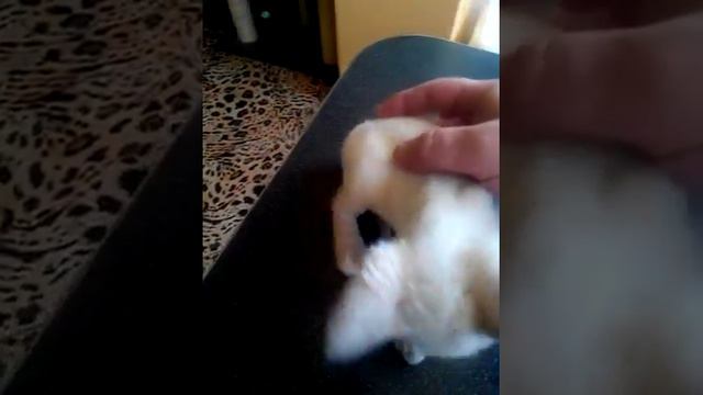Девончик Блюша смотреть онлайн